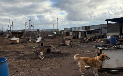 Рубрика «Семейные встречи» г. Оренбург. Трёхсемейное единение ради  добра - приют "Отрада".