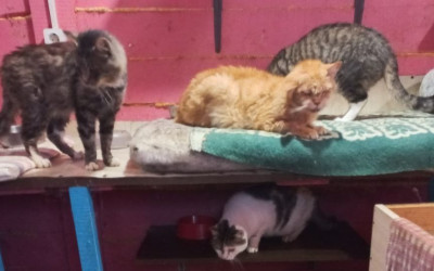 Акция добра: сбор корма для приютских животных.