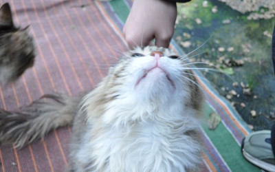 Акция добра: сбор корма для приютских животных.